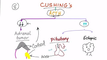 Cushing Syndrome - High Cortisol - Diagnostic Workup