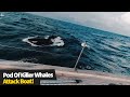 British crew are attacked by a pod of 30 killer whales