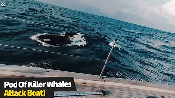 British crew are attacked by a pod of 30 killer whales