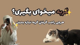 هرچی راجب خرید گربه لازمه بدونین