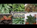 Aglonema varieties #aglonema #indoorplants