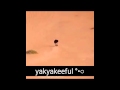 متهور يفعل مالم يفعله سعيد الهاجري