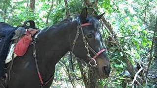 Dixon's Apple Orchard Ride