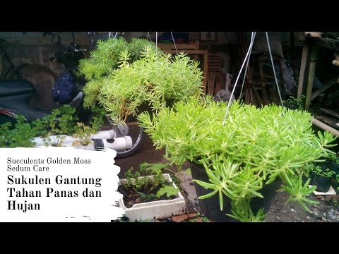 Video: Oscularia: perawatan di rumah