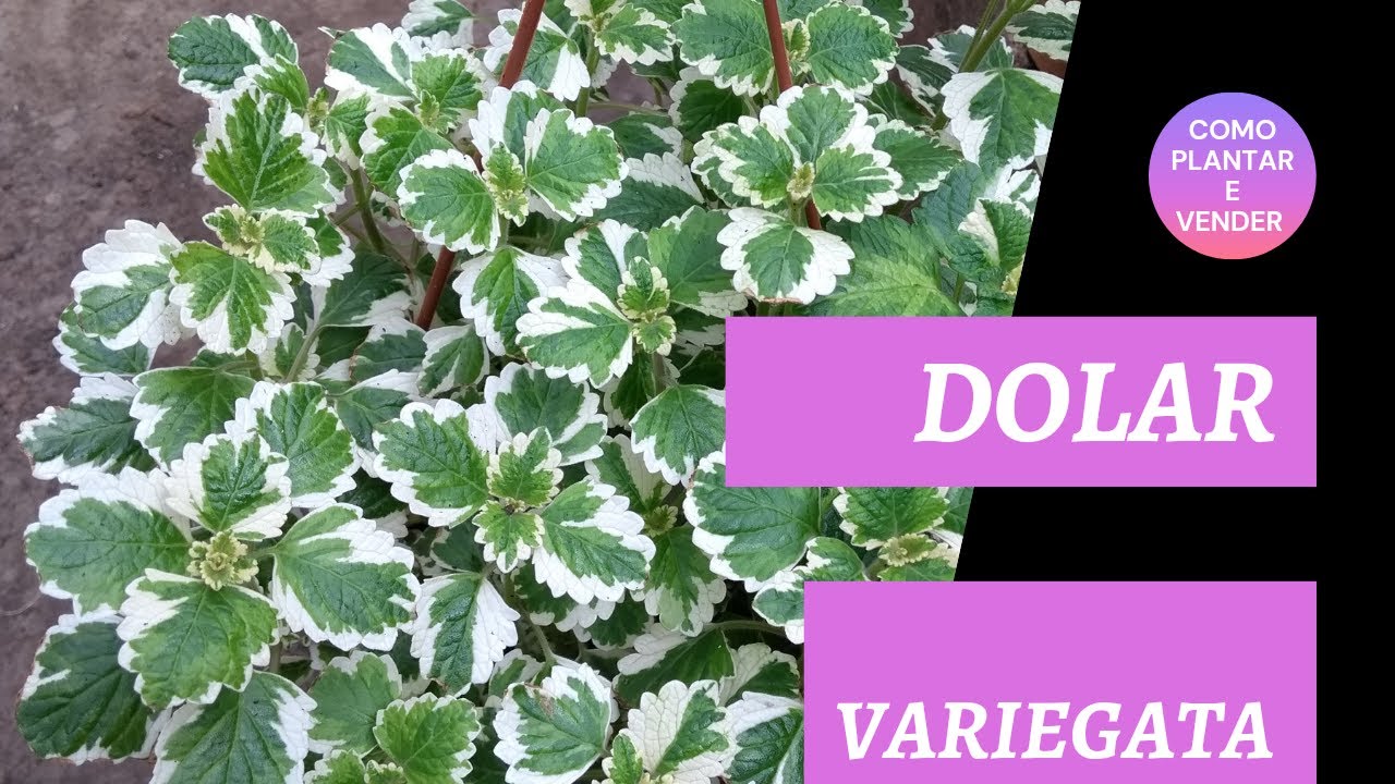 Dólar variegata uma excelente Planta para Vender e cultivar como forração e no vaso