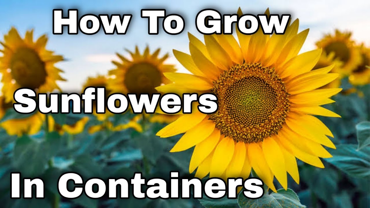How To Grow Sunflowers In Containers Grow Sunflowers At home In