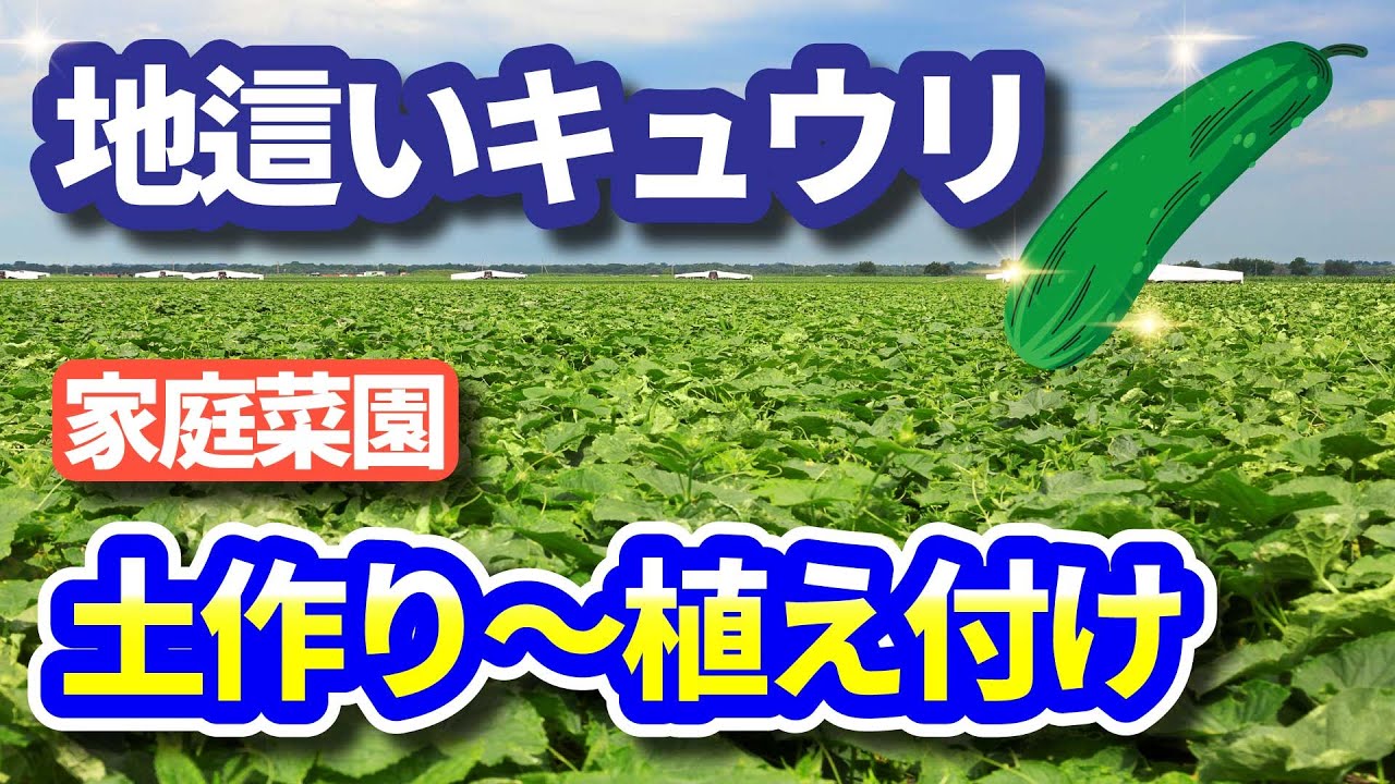 家庭菜園 地這いきゅうりの育て方 土作り 植え付け 6 1に種まきをしました Youtube