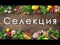 Селекция. Достижения и проблемы. Курс Ольги Корниловой по биологии. +12