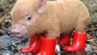 Video voorbeeld van "Der Schweinchen-Song"