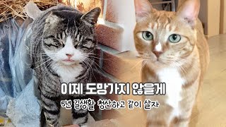 5년 길생활 청산하고 아빠랑 같이 살자! | 주니어,크림이 세번째 이야기 | 세로영상