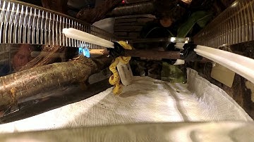 Ozzy ( 6  luni) GTP Morelia Viridis baby green tree python feeding