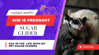 வாங்க பழகுவோம் | Day in the life with my pet sugar Glider 😍| She Is Pregnant 💞 #sugarglider #videos