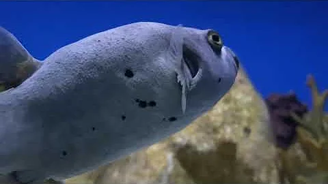 Manila Ocean Park adventure