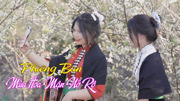 ĐIỆN BIÊN - Phiêng Ban mùa hoa mận nở rộ | Khám phá Điện Biên