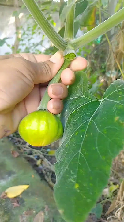 garden green vegetables #vegetables