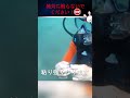 この生き物を見たら気をつけてください。