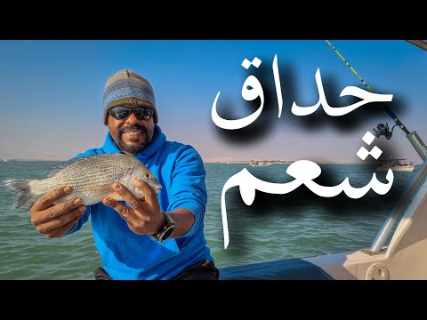 حداق شعم
