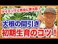 家庭菜園や農園の大根栽培で間引きはタイミングと害虫に注意！初期生育のコツと大根の育て方！【農家直伝】