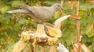 How a sparrow left a Eurasian collared dove without lunch by Bird documentaries 727 views 8 months ago 4 minutes, 12 seconds