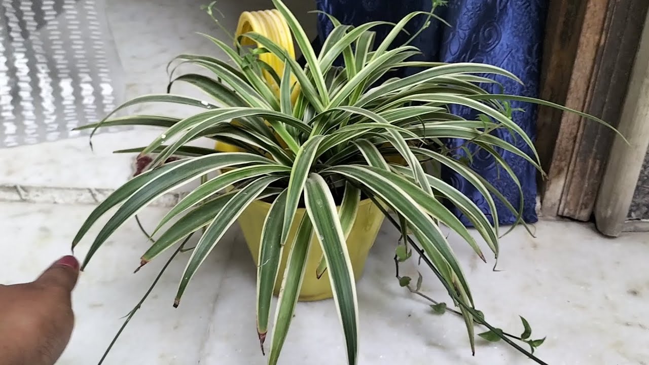 What To Grow In Balcony Planters