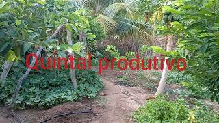 quintal produtivo