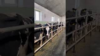 Livestock Goes To The Slaughterhouse  #Cow #Farming