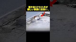置き去りにされた犬ロックとモチが幸せになるまで..！#保護犬