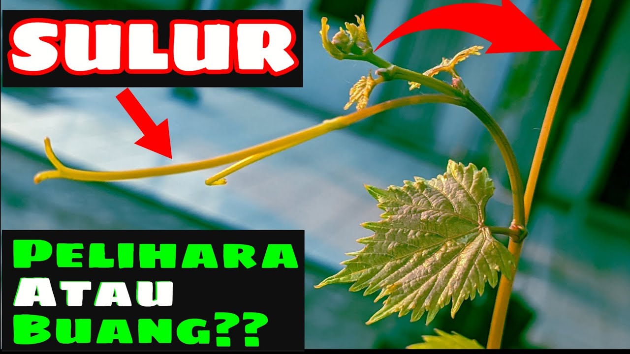 SULUR ANGGUR BAIK NYA DI PELIHARA ATAU DI BUANG⁉️