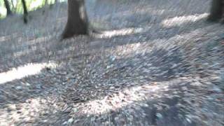 MTB Geels pg Rude Skov 6.wmv