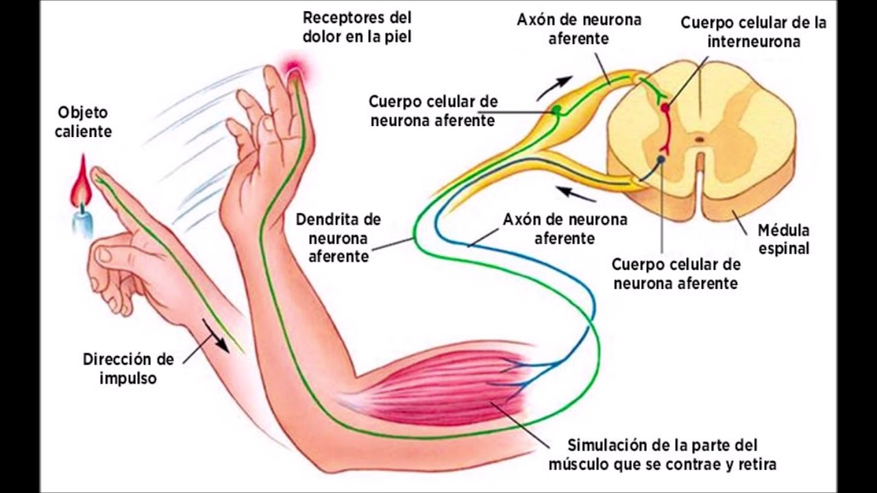 Чувство рефлекса. Рефлекторная дуга отдергивания руки. Рефлекторная дуга отдергивания руки от горячего предмета. Рефлекторная дуга при отдергивание руки. Схема рефлекторной дуги отдергивания руки.