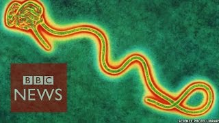 Did pharmaceutical companies 'ignore' Ebola for 40 years? BBC News