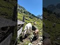 start your journey with goat farm