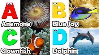 ABC Sea Animals song | Learn Alphabets | English and Animals for Kids | Alphabets Kids Song #abcd