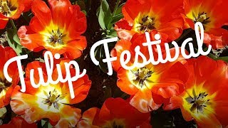 Free Tulip Festival - Morges Switzerland