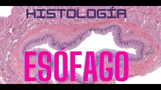 Esophageal Histology