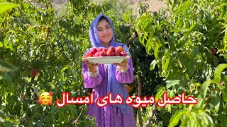 جاغوری زیبا فصل زیبایی ها و میوه های تازه ?@sanakhamaks2806