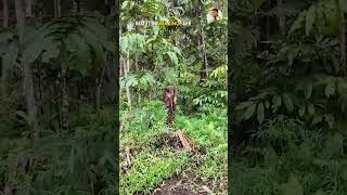 மனுஷன் வேற லெவல் வேட்டையன் | Tamil Trekker