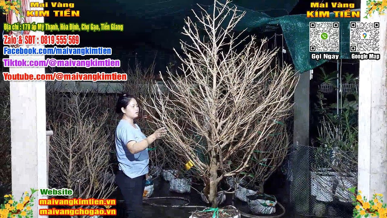 Mai Vàng Nụ Nhiều Đón Xuân Bao Ship Toàn Quốc - Mai Vàng Kim Tiền Chợ Gạo