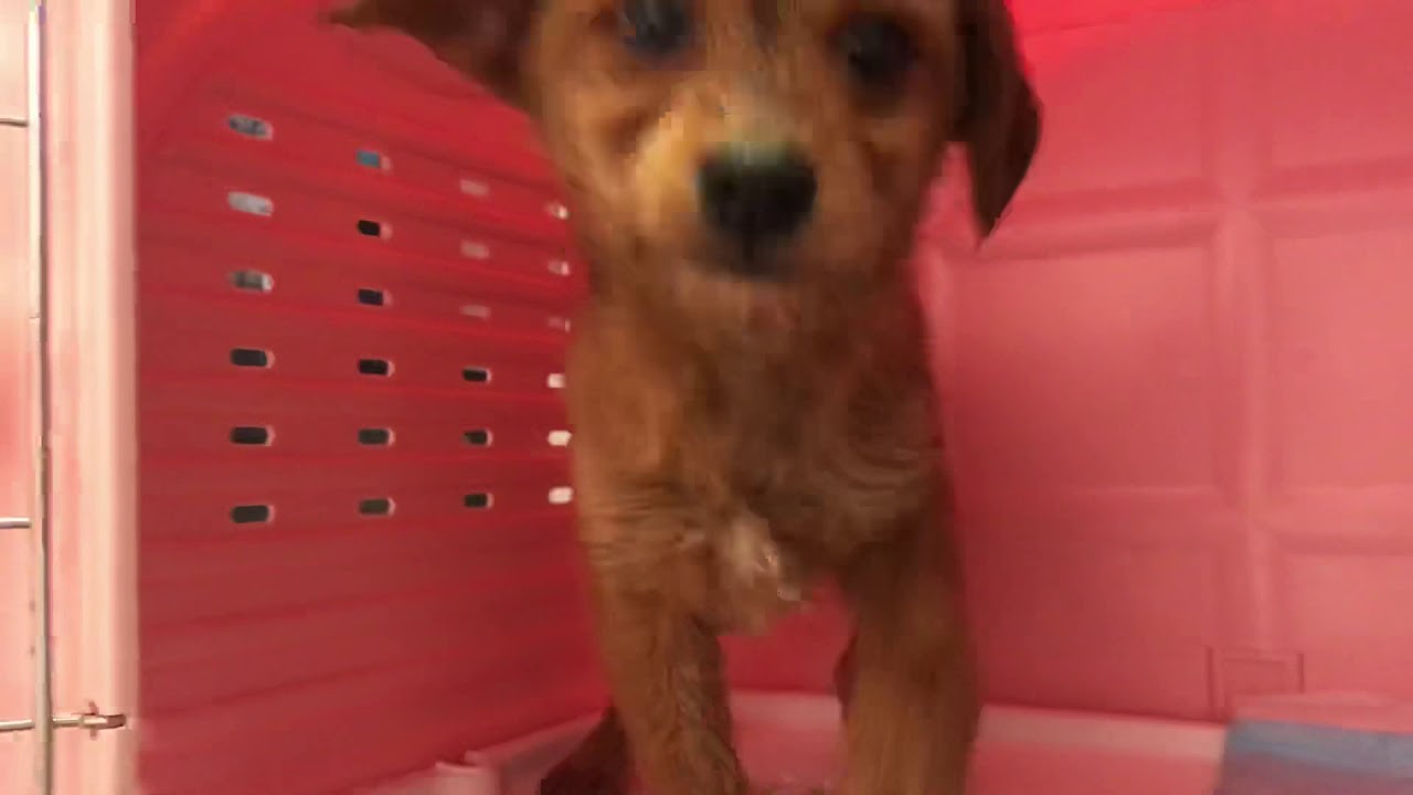 Mix 雑種 今なら10万円割引き 個性的な柴プーちゃんやって来ました 子犬や子猫たちのペット販売情報が満載 ペットステーション