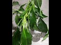 Do this to rescue Peace lilly