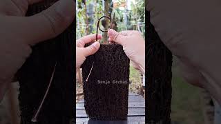 Mudah‼️ Cara Membuat Gantungan Papan Pakis Untuk Anggrek