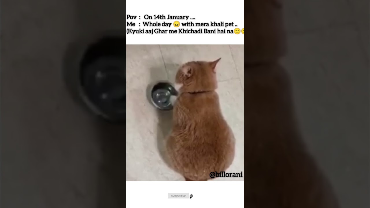 Khana do 😩 #aestheic​&nbsp; #shortvideos​ #tweetreels​ #viralvideos​ #popular​ #sadquotes​ #cat​