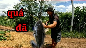 Câu cá lóc bằng vịt, đầu mùa mưa