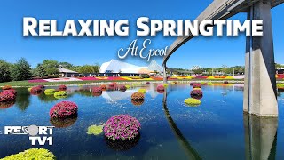 Springtime Ambience ~ 8 Hours of Flowers ~ Birds Chirping ~ Epcot Topiaries ~ Calm Relaxing Music