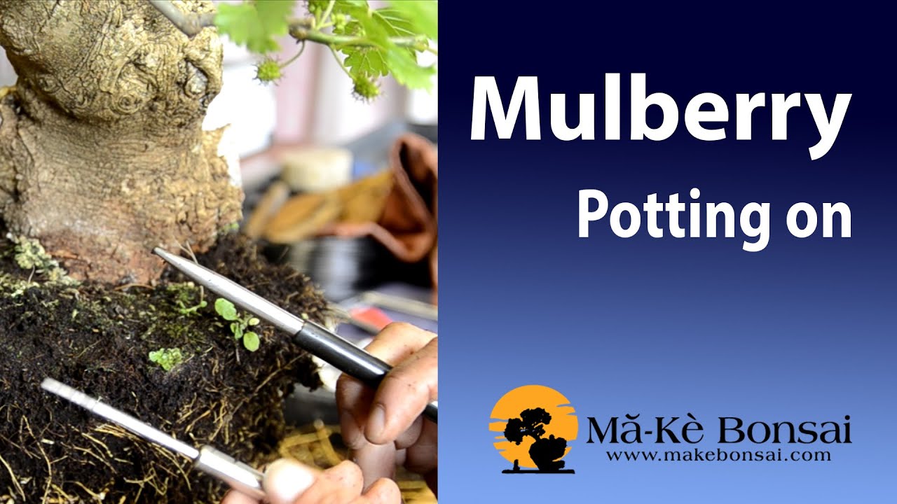 80) Mulberry Bonsai repotting - Morus nigra easy Bonsai Trees for Beginners