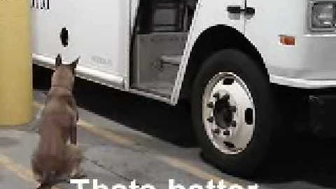 Detection Dog Training "Passive Alert" Part 3 of 3