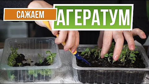 Как правильно посадить и распикировать агератум ✿
