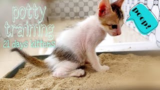 How to potty train baby kittens || How to train your cat to use litter || nitin nutun