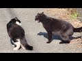 黒猫とハチワレ猫が大喧嘩をしていたので仲裁して引き離した