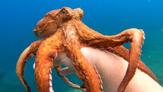 Octopus in 4k